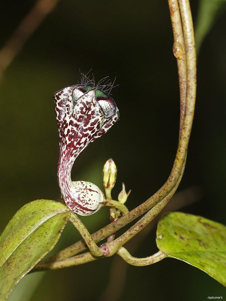 Ceropegia gardneri.jpg Ceropegia gardneri.jpg